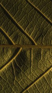 Preview wallpaper leaf, veins, plant, macro, green