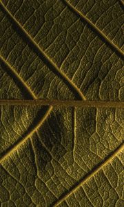 Preview wallpaper leaf, veins, plant, macro, green