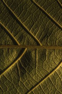 Preview wallpaper leaf, veins, plant, macro, green