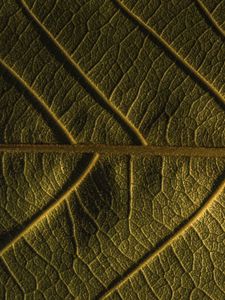 Preview wallpaper leaf, veins, plant, macro, green