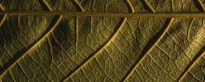Preview wallpaper leaf, veins, plant, macro, green