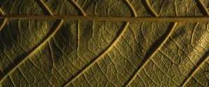 Preview wallpaper leaf, veins, plant, macro, green