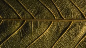 Preview wallpaper leaf, veins, plant, macro, green