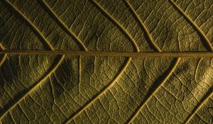 Preview wallpaper leaf, veins, plant, macro, green