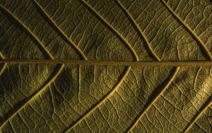 Preview wallpaper leaf, veins, plant, macro, green