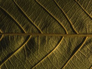 Preview wallpaper leaf, veins, plant, macro, green