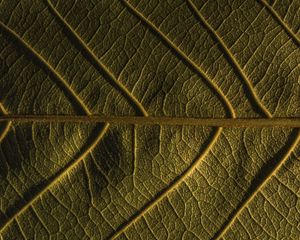 Preview wallpaper leaf, veins, plant, macro, green
