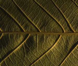 Preview wallpaper leaf, veins, plant, macro, green