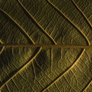 Preview wallpaper leaf, veins, plant, macro, green