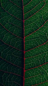Preview wallpaper leaf, veins, plant, green, macro