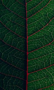 Preview wallpaper leaf, veins, plant, green, macro