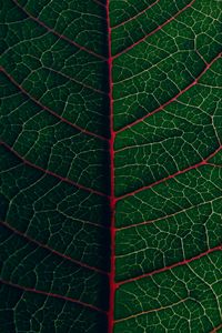 Preview wallpaper leaf, veins, plant, green, macro