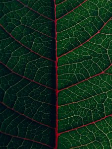 Preview wallpaper leaf, veins, plant, green, macro