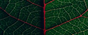 Preview wallpaper leaf, veins, plant, green, macro