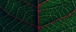 Preview wallpaper leaf, veins, plant, green, macro