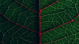 Preview wallpaper leaf, veins, plant, green, macro