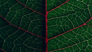 Preview wallpaper leaf, veins, plant, green, macro