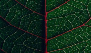 Preview wallpaper leaf, veins, plant, green, macro