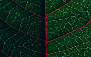 Preview wallpaper leaf, veins, plant, green, macro