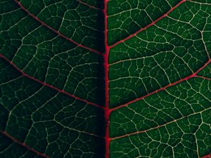 Preview wallpaper leaf, veins, plant, green, macro