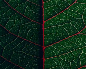 Preview wallpaper leaf, veins, plant, green, macro