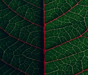 Preview wallpaper leaf, veins, plant, green, macro