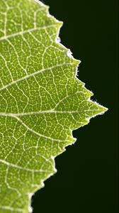 Preview wallpaper leaf, veins, plant, macro