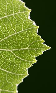 Preview wallpaper leaf, veins, plant, macro