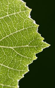 Preview wallpaper leaf, veins, plant, macro