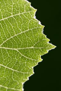 Preview wallpaper leaf, veins, plant, macro