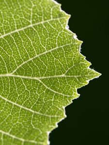 Preview wallpaper leaf, veins, plant, macro