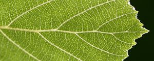 Preview wallpaper leaf, veins, plant, macro