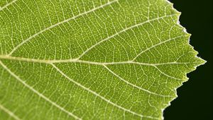 Preview wallpaper leaf, veins, plant, macro