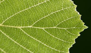 Preview wallpaper leaf, veins, plant, macro