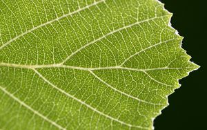 Preview wallpaper leaf, veins, plant, macro