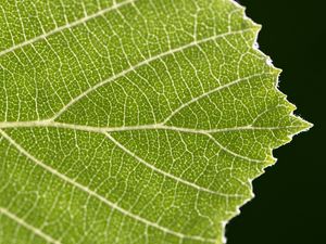 Preview wallpaper leaf, veins, plant, macro