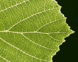 Preview wallpaper leaf, veins, plant, macro