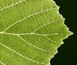 Preview wallpaper leaf, veins, plant, macro