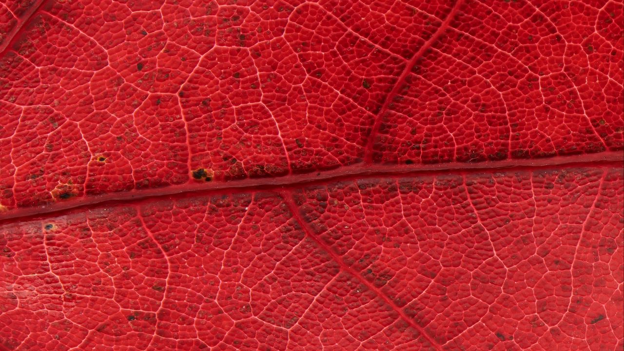 Wallpaper leaf, veins, red, background, macro