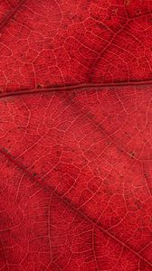 Preview wallpaper leaf, veins, red, background, macro