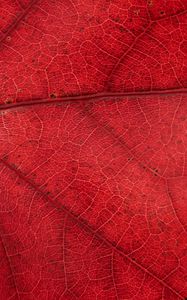 Preview wallpaper leaf, veins, red, background, macro