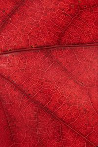 Preview wallpaper leaf, veins, red, background, macro