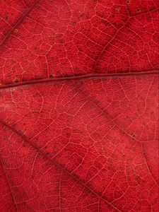 Preview wallpaper leaf, veins, red, background, macro