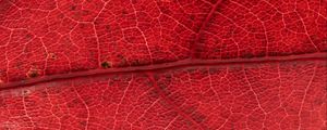 Preview wallpaper leaf, veins, red, background, macro