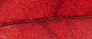 Preview wallpaper leaf, veins, red, background, macro