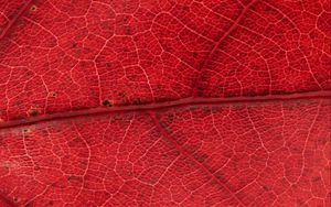 Preview wallpaper leaf, veins, red, background, macro