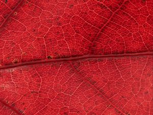 Preview wallpaper leaf, veins, red, background, macro