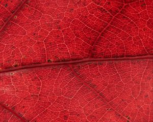 Preview wallpaper leaf, veins, red, background, macro