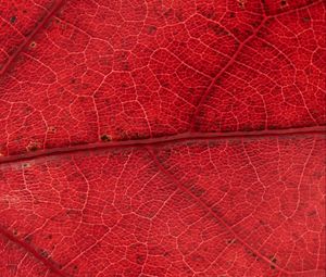 Preview wallpaper leaf, veins, red, background, macro