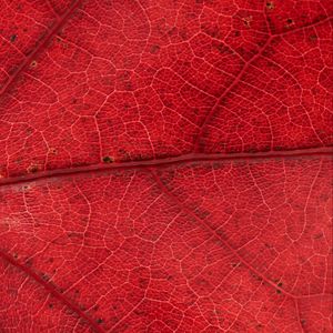 Preview wallpaper leaf, veins, red, background, macro